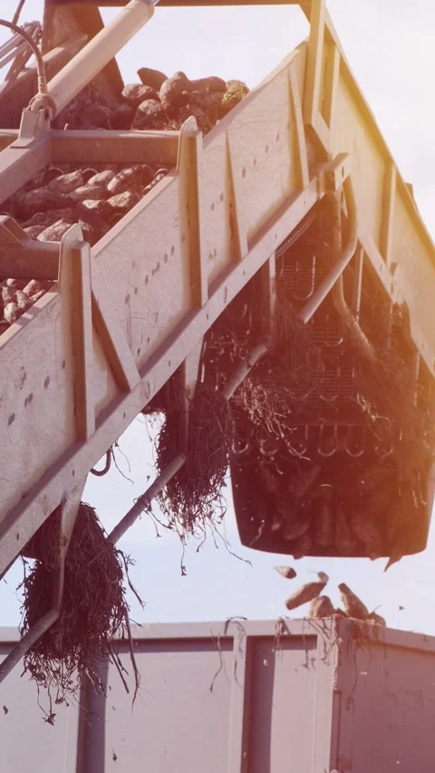 Agricultural process of sugar beet harvesting in a farm field during the autumn Video stock 337172798