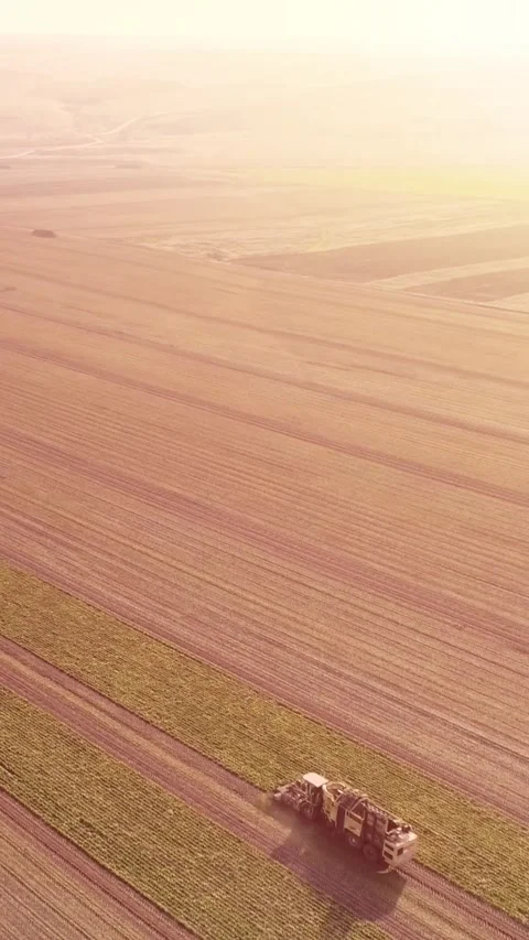 Agricultural process of sugar beet harvesting in a farm field during the autumn Video stock 337172800