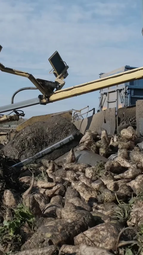 Agricultural process of sugar beet harvesting in a farm field during the autumn Video stock 337172801