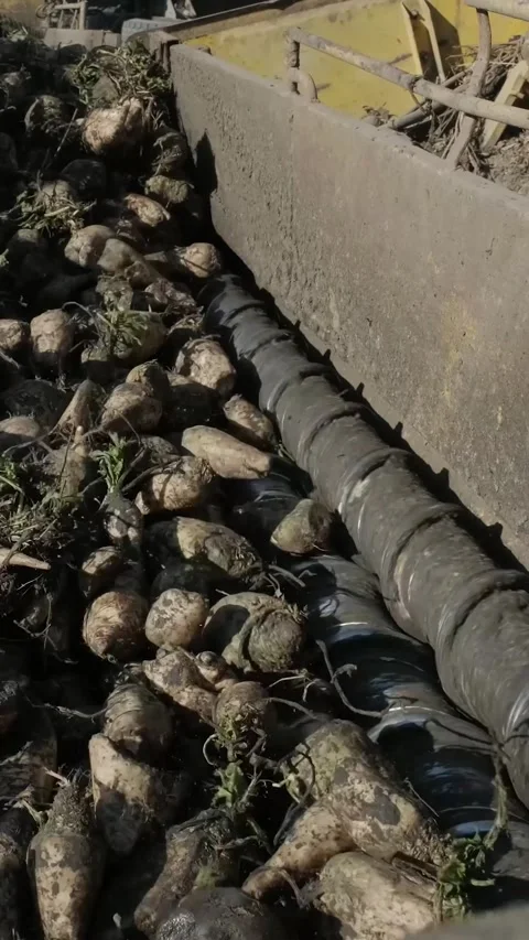 Agricultural process of sugar beet harvesting in a farm field during the autumn Video stock 337172807