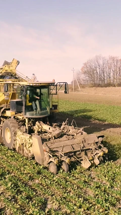Agricultural process of sugar beet harvesting in a farm field during the autumn Video stock 337172823