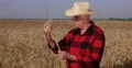 Agricultural Producer Analyze Some Ears of Wheat from His Farm Grain Production 4k or 4k+ Resolution