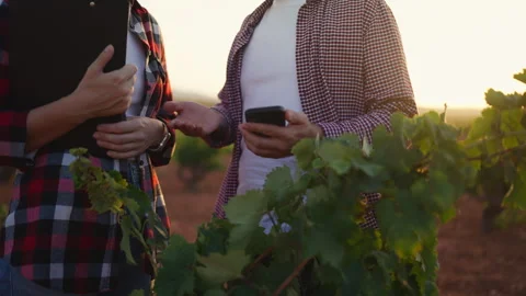 Agricultural professionals discussing crop development while reviewing fiel.. Stock Footage 341499802