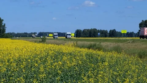 Agricultural rape  field under blue sky and clouds. A road withtrucks. Stock Footage 335914366