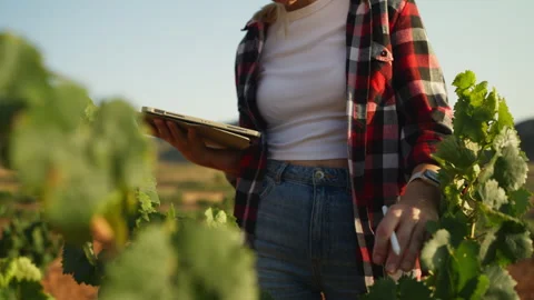 Agricultural researcher documenting crop development with digital tablet du.. Stock Footage 341436677