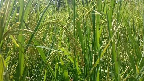 Agricultural rice field Stock Footage 167752244