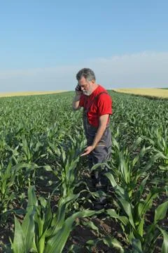 Agricultural scene, farmer in corn field Stock Photos