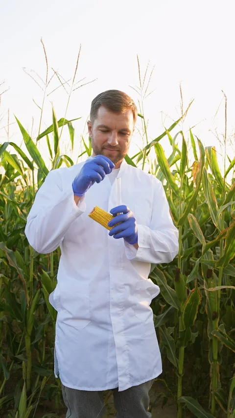 Agricultural scientist analyzing corn crop in a field Stock Footage 317781880