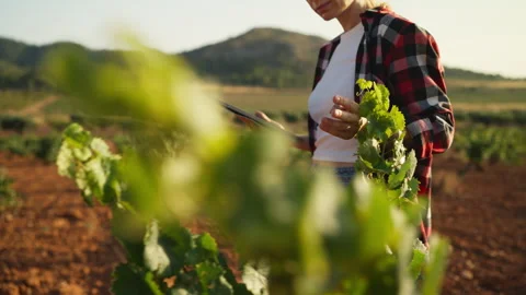 Agricultural specialist documenting field observations to support food safe.. Stock Footage 341436631