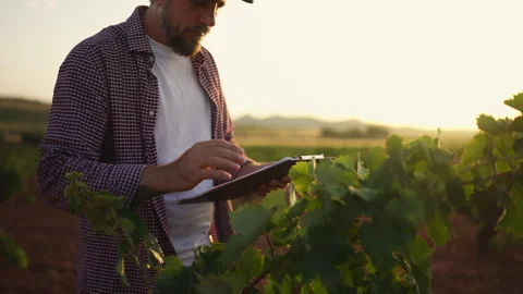 Agricultural specialist inspecting crop development while reviewing product.. Stock Footage 341499337