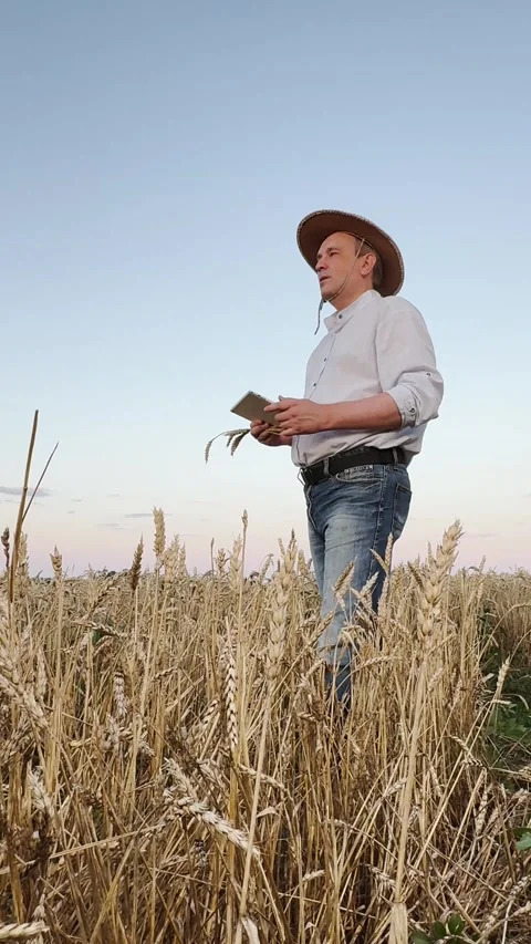 Agricultural specialist using technology, wheat production monitoring, rural Stock Footage 316178561