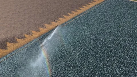 Agricultural sprinkler irrigating red cabbage field creating rainbow Stock Footage 341875471