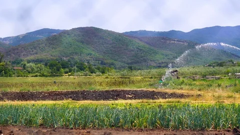 Agricultural technologies concept. Irrigating vegetable fields Stock Footage 114010514