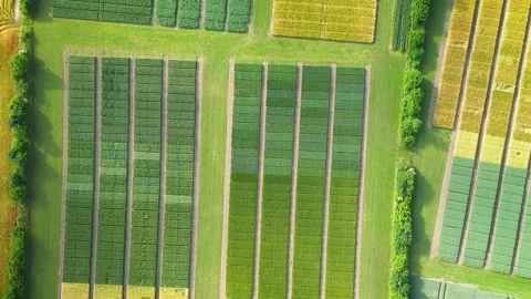 Agricultural test plots with different sorts of grain varieties, corn, hybrids. Stock Footage 285506502