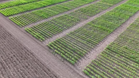 Agricultural testing plots aerial view of crop trials Stock Footage 335847270