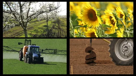 Agricultural theme, Cherry tree garden, sunflowers field, Tractor spraying Stock Footage 63436522