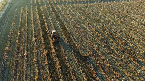 Agricultural theme of tractor work cleans vineyards from weeds Stock Footage 126048765