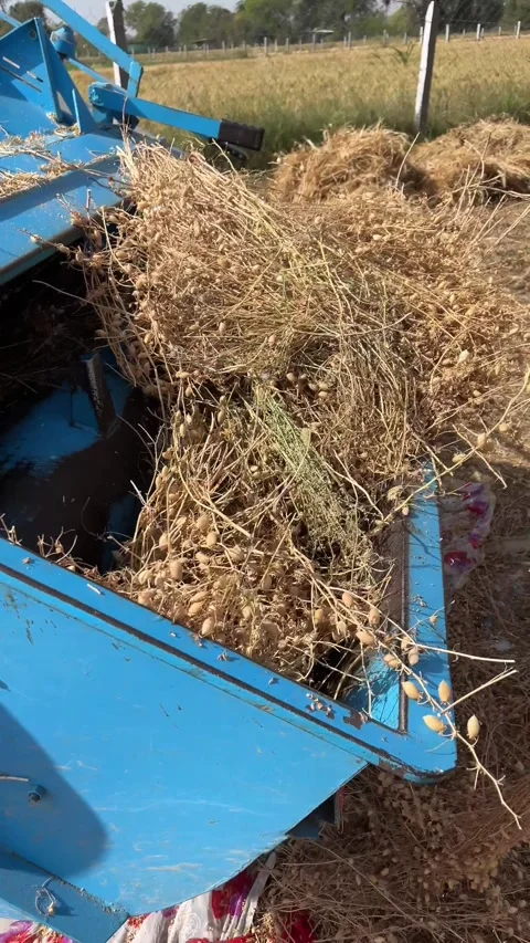 Agricultural thresher machine processing harvested chickpea crop in the field Видео 330876653