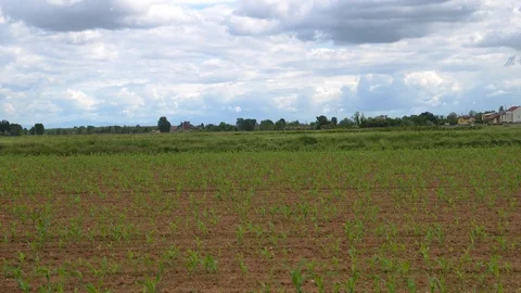 Agricultural time lapse Stock Footage 89804397