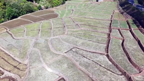 Agricultural view from above, view of vibrant rice paddies in the countryside Stock Footage 299680680