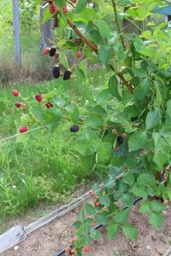 Agricultural view of a blackberry patch with maturing fruits on branches in.. Stock Photos