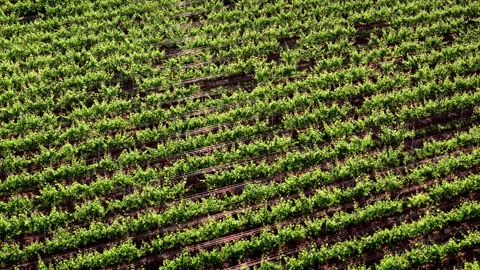 Agricultural vineyard with structured rows of crops and rural land pattern Stock Footage 333697534