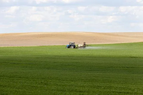 Agricultural wheat crops during processing with a tractor from parasites Foto stock