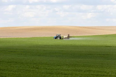 Agricultural wheat crops during processing with a tractor from parasites Foto stock