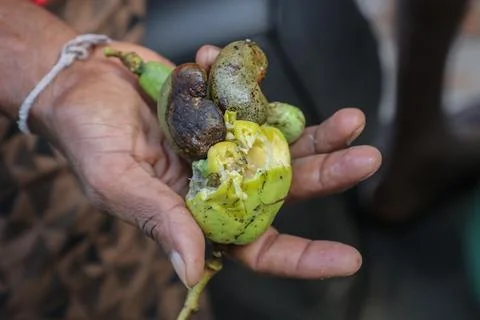 Agricultural Wildlife Census in Sri Lanka, Colombo - 15 Mar 2025 Stock Photos