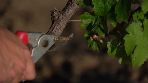 Agricultural work. Farm worker pruning grapevines in a vineyard field. Stock Footage 134605404