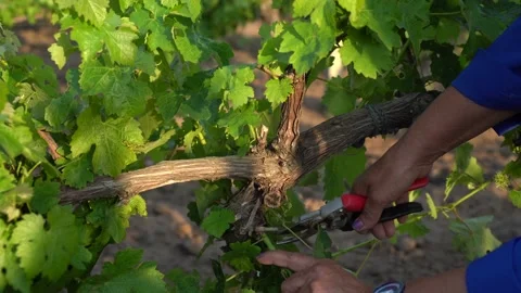 Agricultural work. Farm worker pruning grapevines in a vineyard field. Stock Footage 134605409