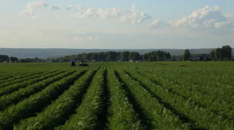 Agricultural work in the field Stock Footage 44873291