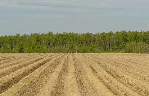 Agricultural work in the field in spring. Stock Photos