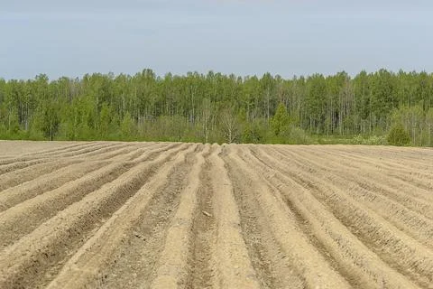Agricultural work in the field in spring. Stock Photos