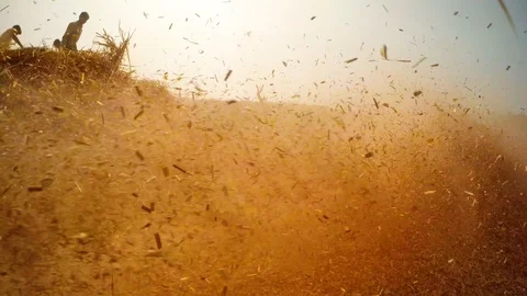 Agricultural work straw-cutter grinds stems small bits scatter in dusty cloud cl Stock Footage 90662276