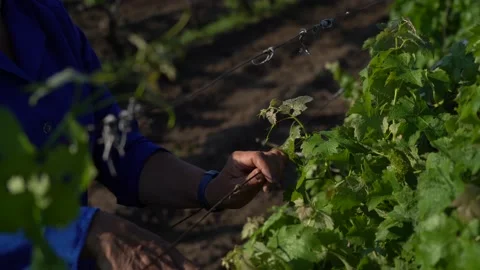 Agricultural work on vineyard field. Video stock 134605465