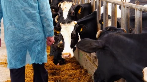 An Agricultural Worker Cares for Cows Video stock 76334276
