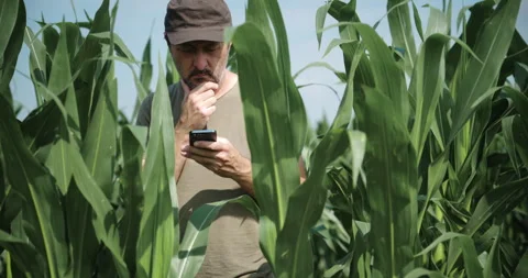 Agricultural worker checking mobile data in a maize field under clear skies.. Stock Footage 338306061