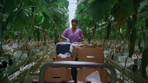Agricultural Worker Collects Cucumbers Using Greenhouse Rail System Stock-Footage 313505912