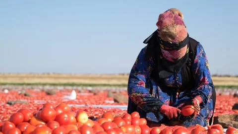 Agricultural Worker Cutting Tomatoes for Drying in the Field, June 15, 2023, Video stock 336609841