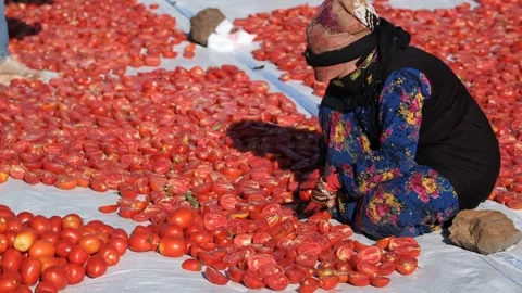 Agricultural Worker Cutting Tomatoes for Drying in the Field, June 15, 2023, Video stock 336609857
