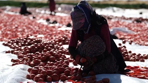 Agricultural Worker Cutting Tomatoes for Drying in the Field, June 15, 2023, Video stock 336609888