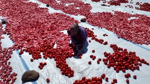 Agricultural Worker Cutting Tomatoes for Drying in the Field, June 15, 2023, Video stock 336609961