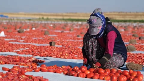 Agricultural Worker Cutting Tomatoes for Drying in the Field, June 15, 2023, Video stock 336609972