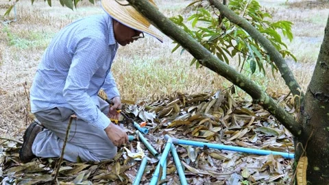 Agricultural worker installing PVC pipe connections for an orchard sprinkler sys 库存影片 347795846