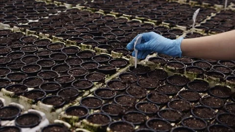 Agricultural Worker Logs Seeding Time with Soil Marker 스톡 동영상 313598683