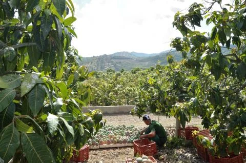 Agricultural worker packing mango fruit just harvested in a plantation Stock Photos