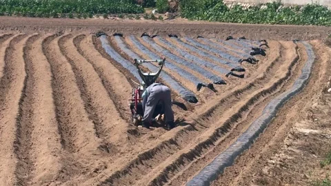 Agricultural worker prepares crop rows with black plastic mulch while planting Video stock 341477411
