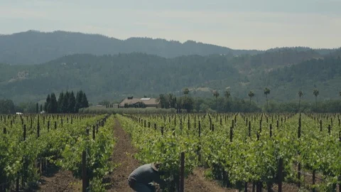 Agricultural worker. Pruning wine grapevines in vineyard field B Stock Footage 111215148