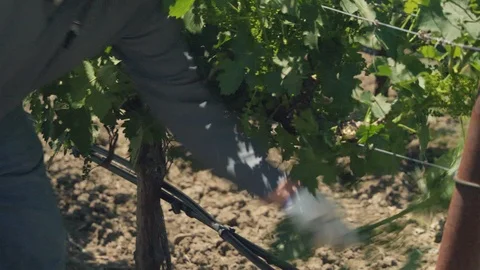 Agricultural worker. Pruning wine grapevines in vineyard field CU Stock Footage 111215447